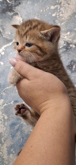 Скоттиш страйт котята