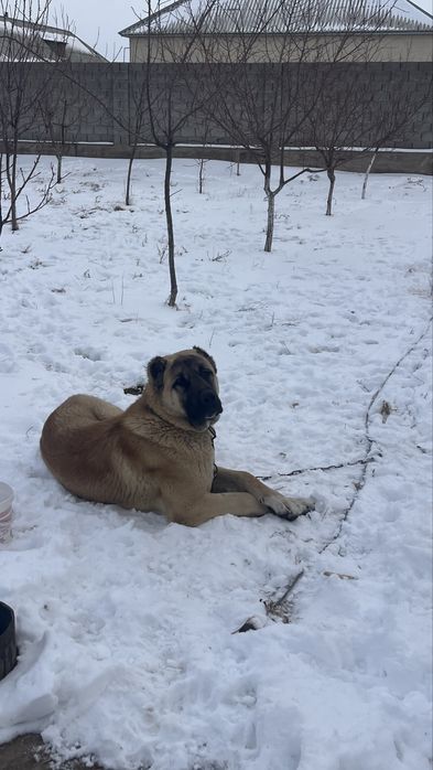 Щенок кангал турецкий 9 мес