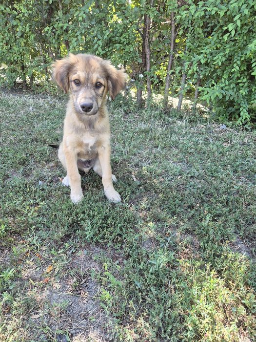 Labrador cu ciobanesc german...metis
