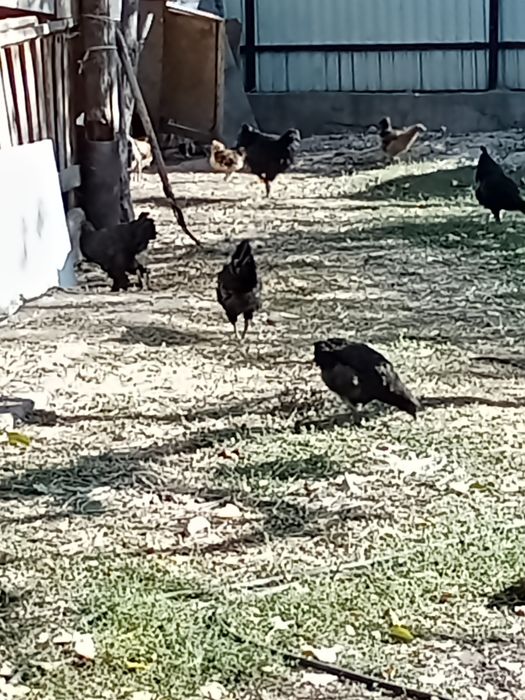 Срочно продам куры