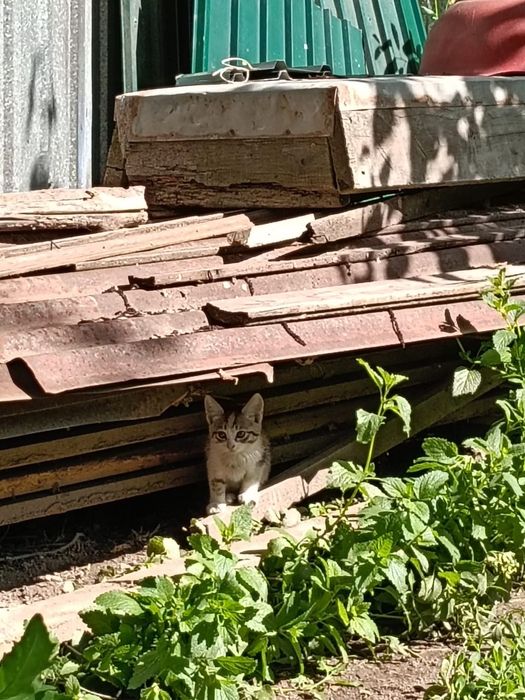 Срочно котята ищут дом