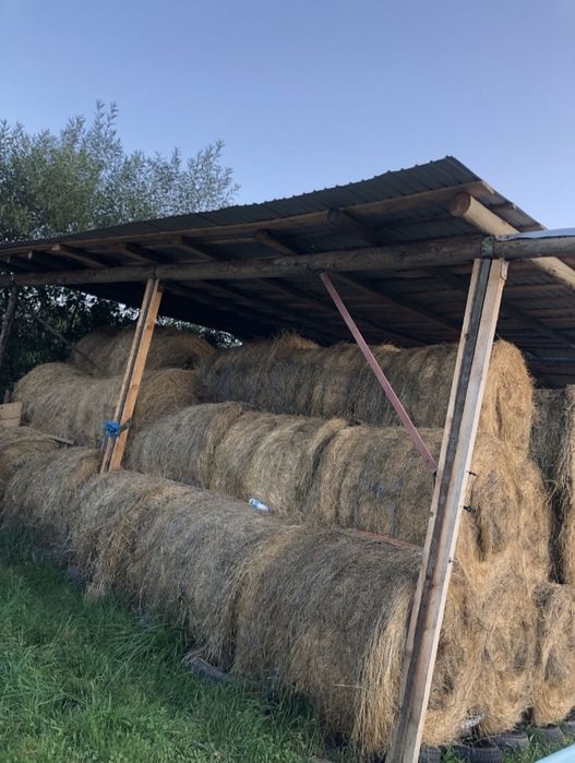 Baloti fan de vânzare