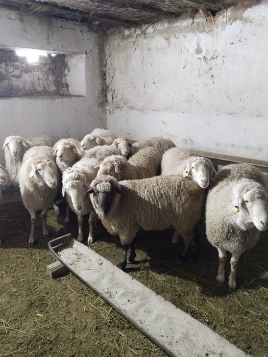 Кошкар.. Кошкар кошкар