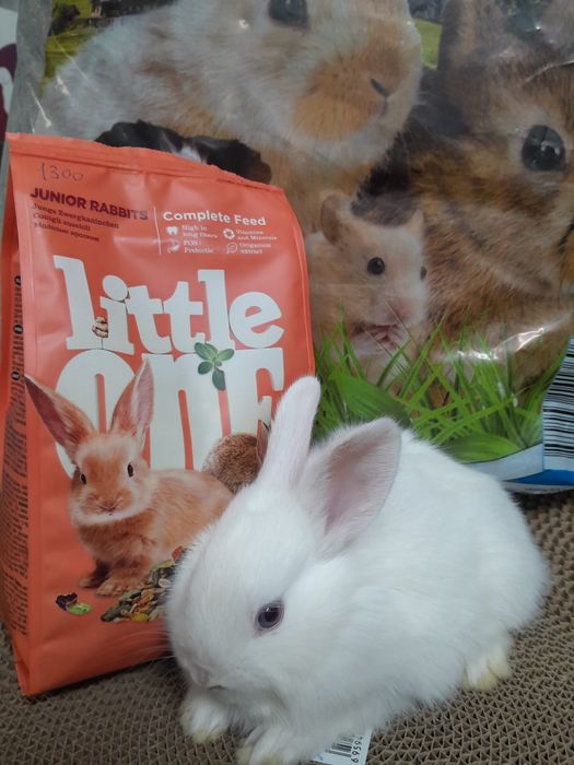 Декоративные  кролики