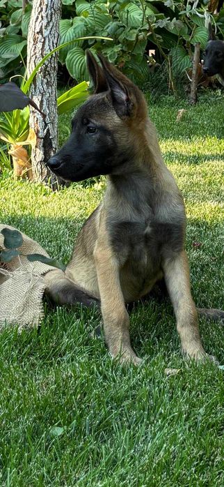 Ciobănesc Belgian Malinois