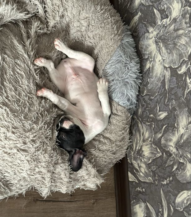 Французский бульдог