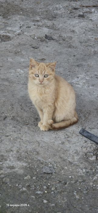 Котенца търсят дом