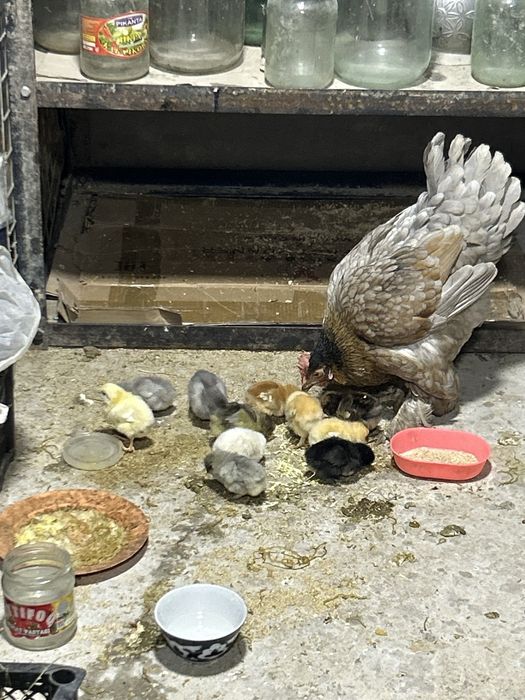 Продаетса Курочка с циплятами 11 штук  местные