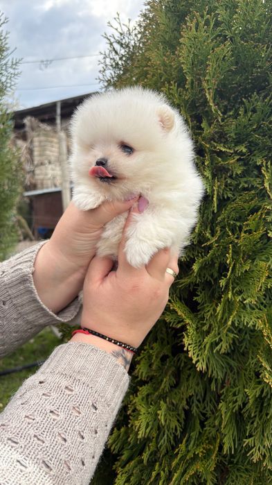 Померан  -  момче