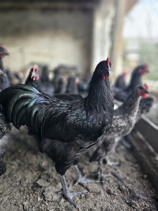 Bramalar (85–120 ming) va Jersi gigant [300 ming]  Sotuvda