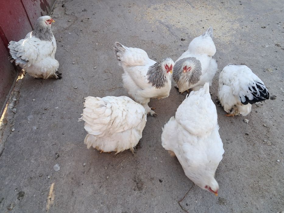 Pui si  ouă de găină brahma !