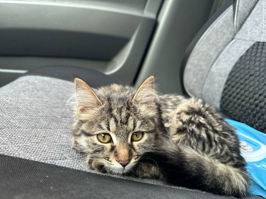 Девочка Пуша  в поисках дома! Ташкент!