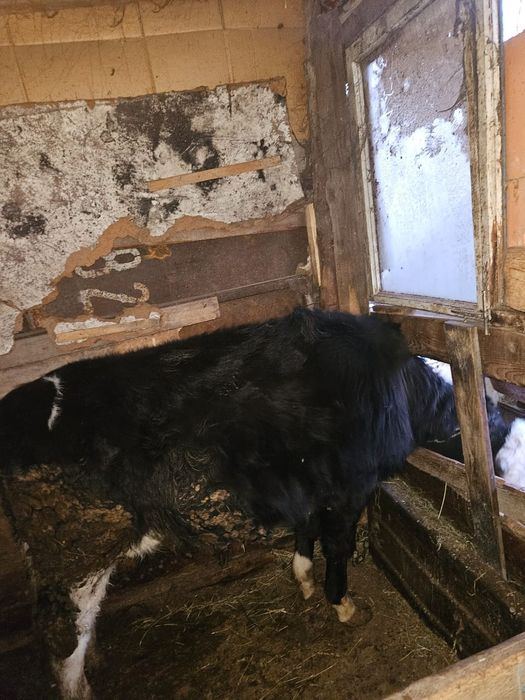 Продам бычка   1,5 года