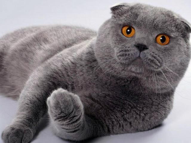 Продам вислоухую шотланку