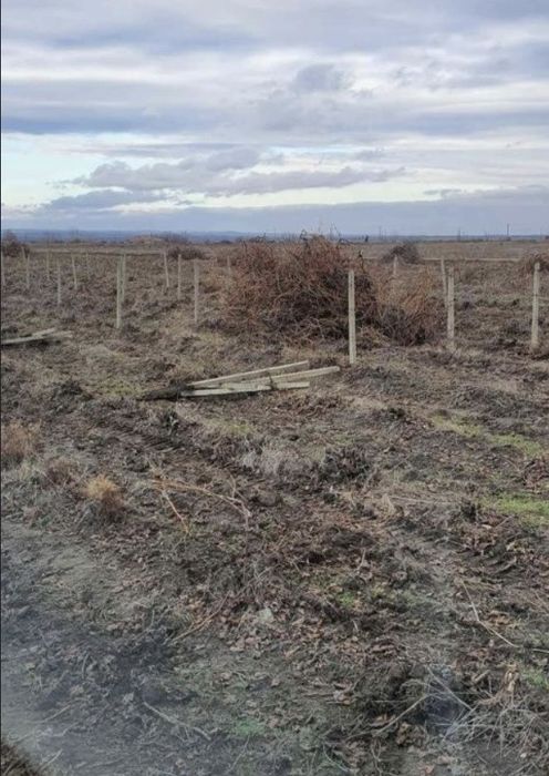 Vand spalieri (bulamaci )