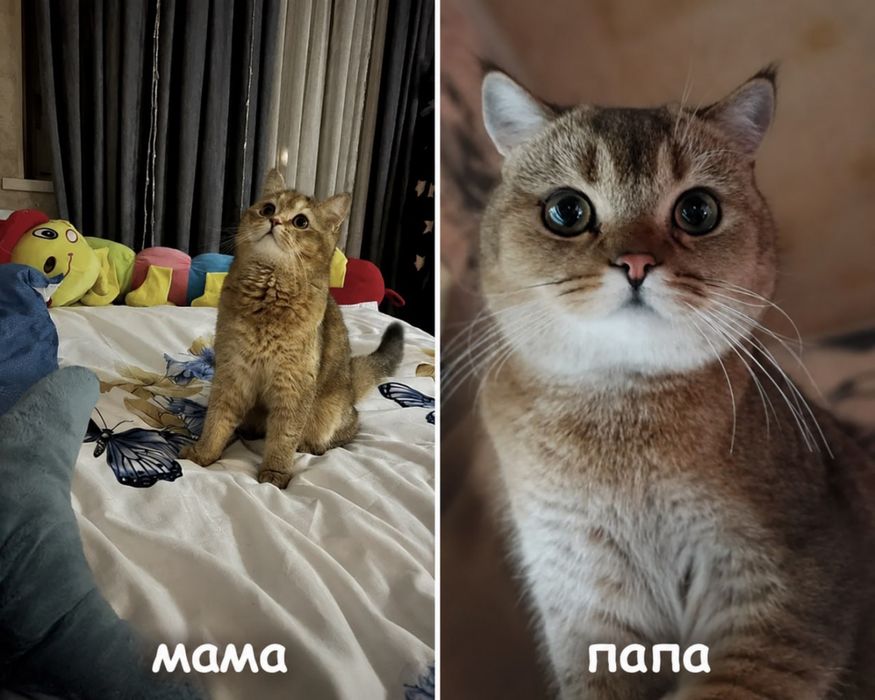 Очаровательные британские золотые котята ищут любящих хозяев!