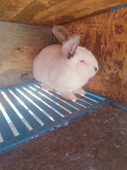 Два мъжки заека. Мелези на 3 месеца и половина.