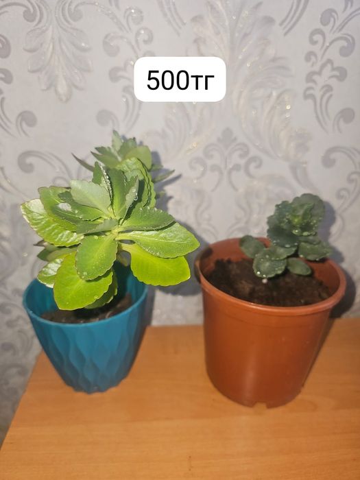 Продам комнатные цветы