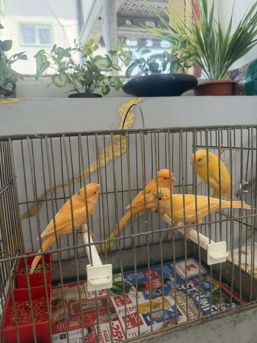 Canari de vînzare inelați, timbrado și de culoare pui de anul ăsta. Din ianuarie și februarie.