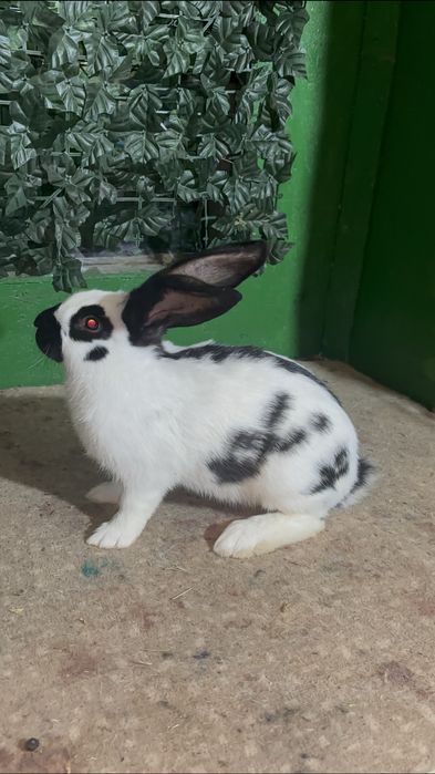 Masculași din rasa Fluture german