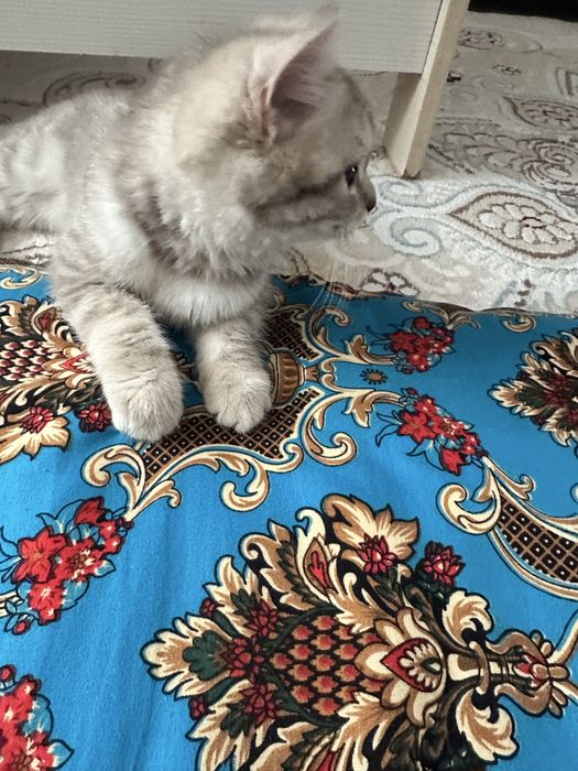 Продам срочно котёнка 5 месяцев. Игривая девочка.