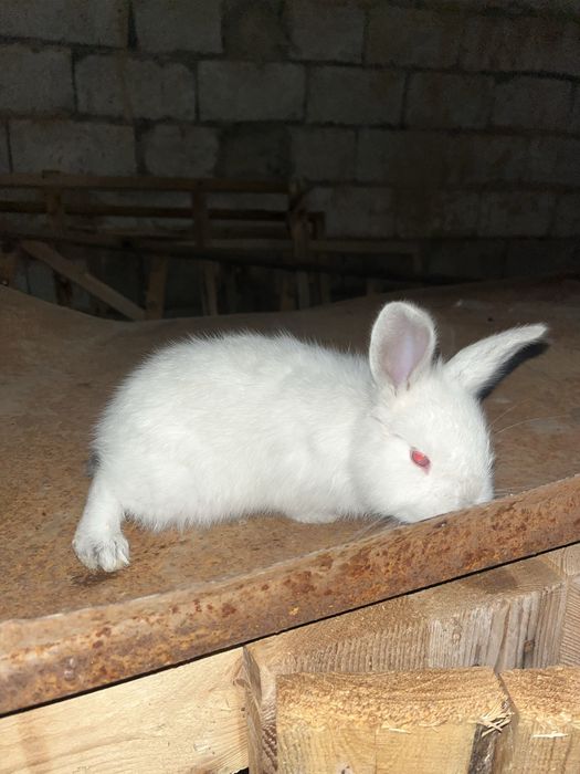 Кролчата,куян продается