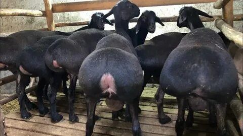 Qassob xizmati 24/7 QoCHQoRlar  bor olib borib  SOYIB BERAMUZ