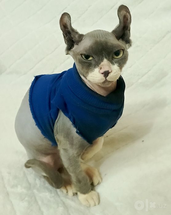 Брутальный котик Эльф-велюр готов к вязке .