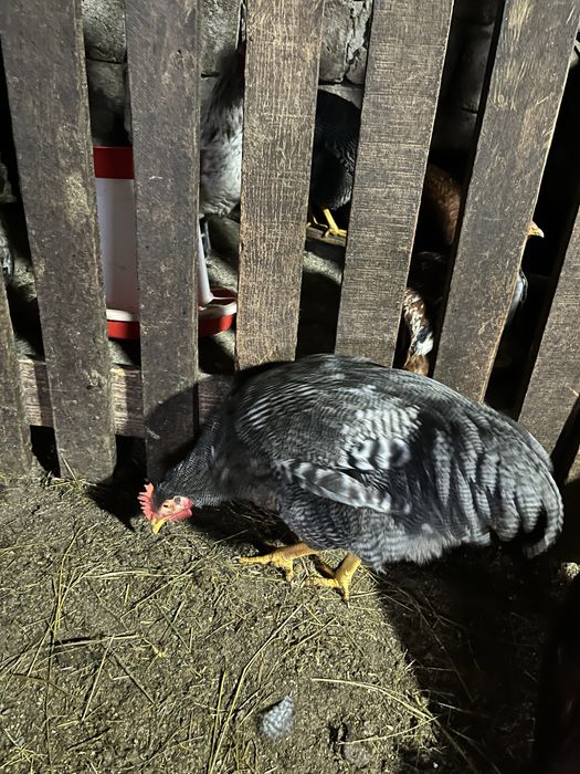 austrlop alb si playmont barat