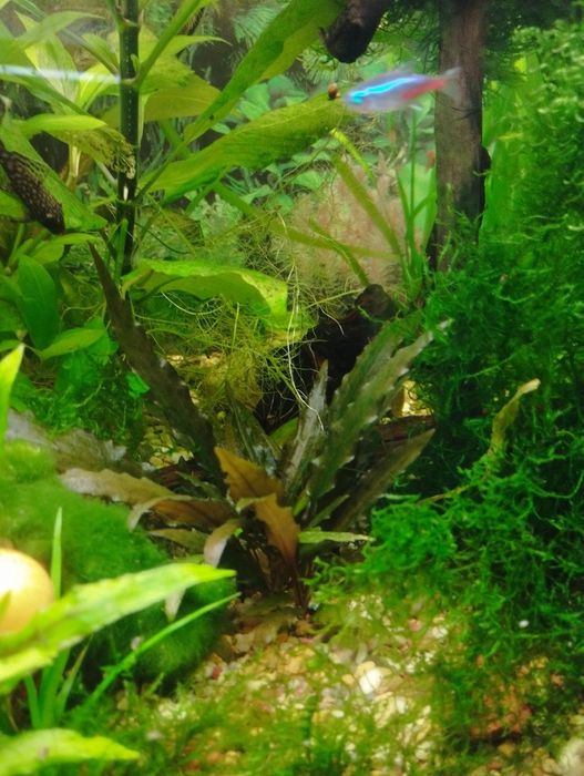 аквариумные растения