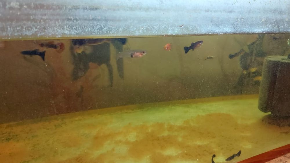 Продаётся аквариумные рыбки разные аксессуары