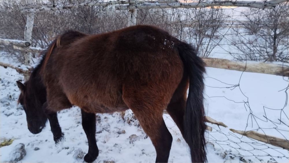 Продам кобылу 1.5 года