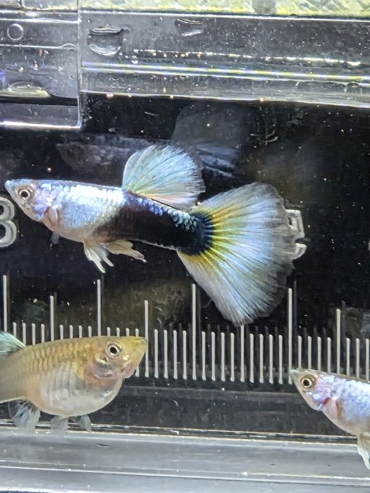 Guppy HB white silverado