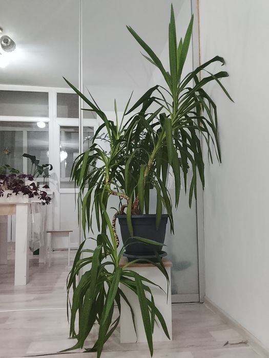 Срочно продам Юкка, очень дешево.