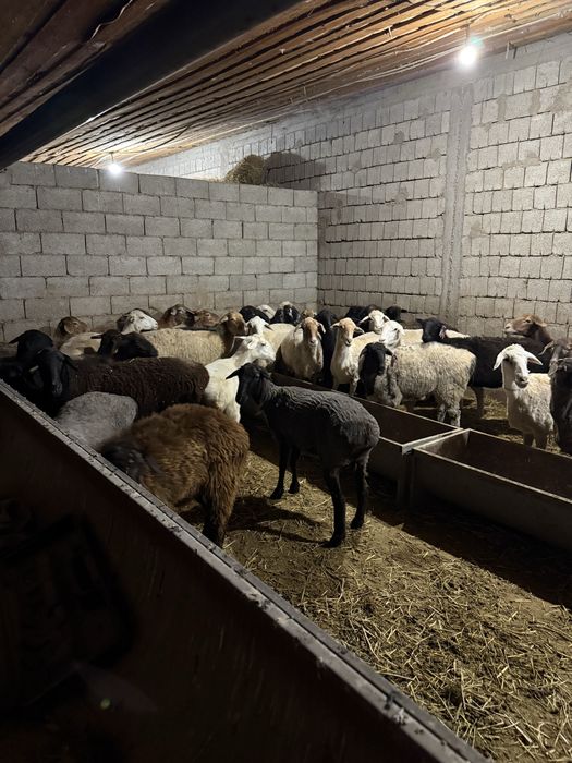 Қозы, қой еттері