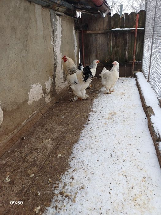 Vindem Găinii și Cucosii Braham  HD