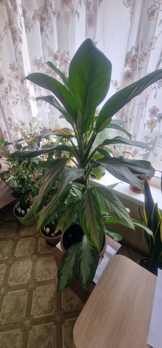 Комнатные цветы.