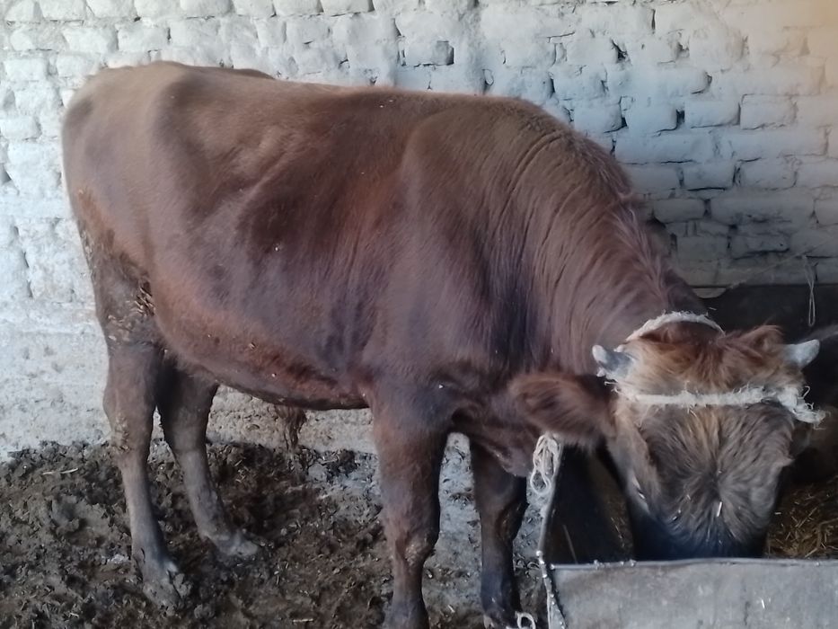 Бука сотилади  месный