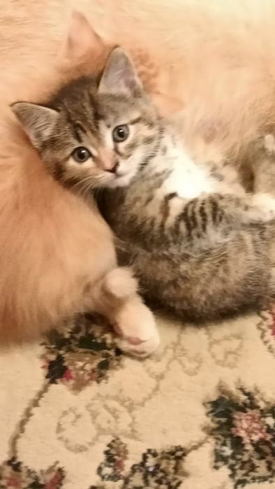 Отдам срочно котят