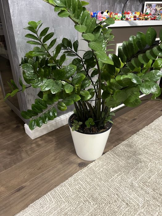 Замиокулькас. Долларовое дерево