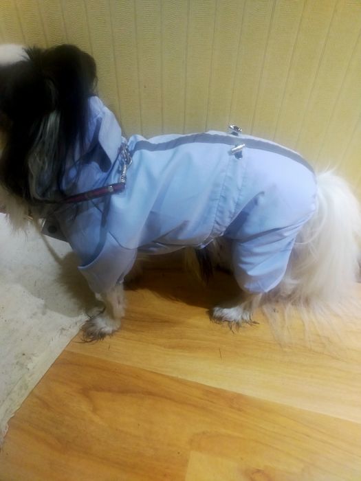 Одежда для собаки.Дождевик
