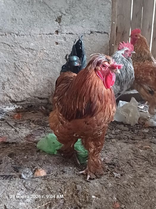 Кораз сатылады срочно