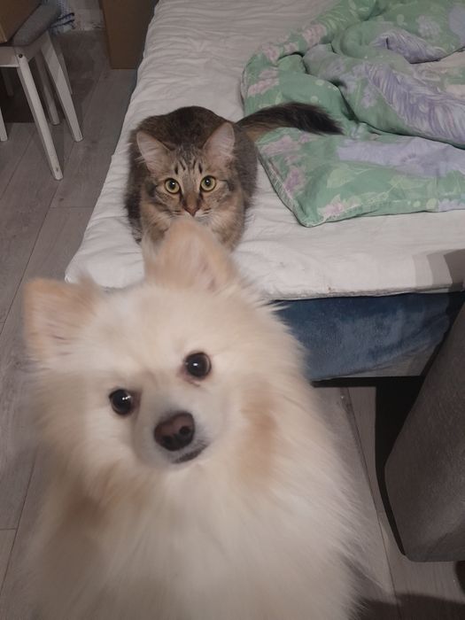 Немецкий шпиц ищет хозяев