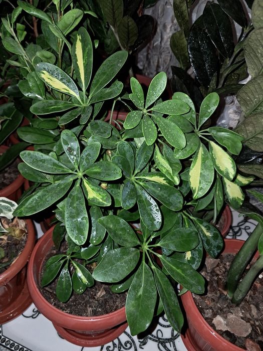 Цветы продаю Мырзакент