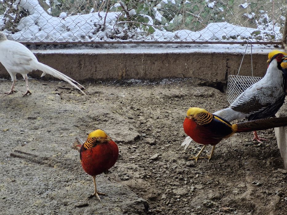 Vand fazani auriu pe rosu si fazani comuni