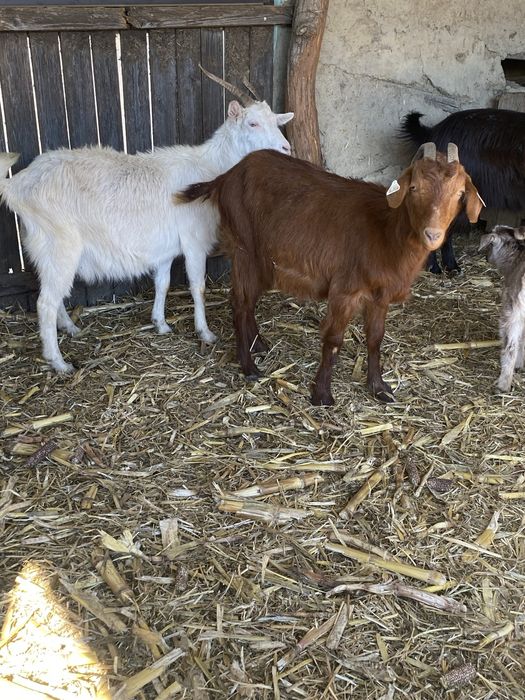 De vanzare capre fatate cu iedul langa ele si gestante