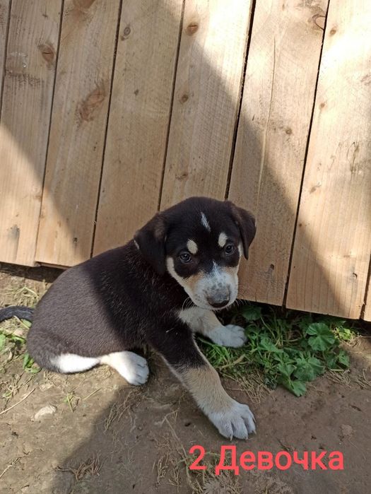 Щенки в ответственные руки!