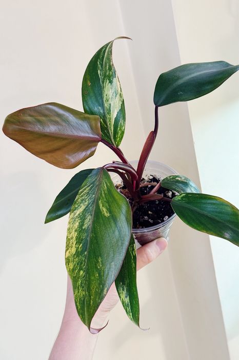 Филодендроны разные