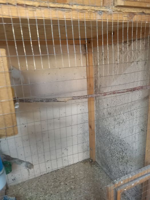 Канарейки продам.