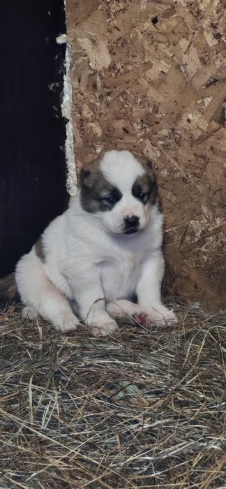 Продам хороших алабайчиков